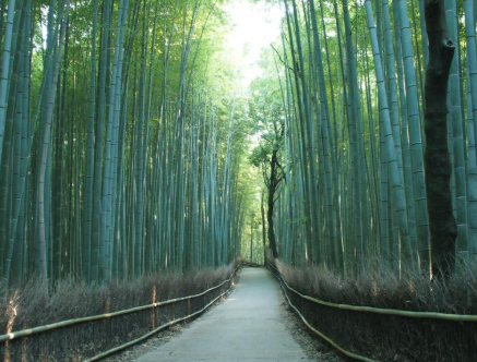 Photo of the Bamboo Grove in Arashiyama, Kyoto, Japan.