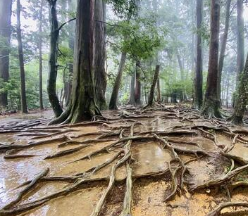 Tree Root Path